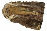 Fossil Triceratops Shed Tooth - Montana #350670-1